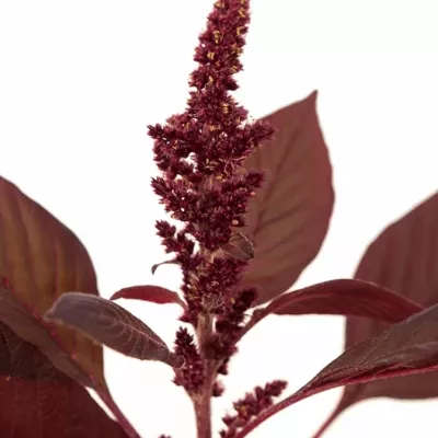 Amaranthus VELVET 60cm