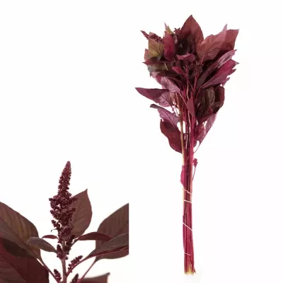 Amaranthus VELVET 60cm