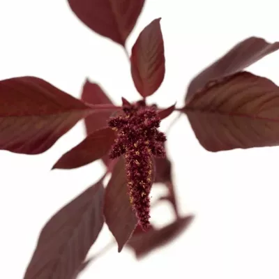 Amaranthus VELVET 60cm