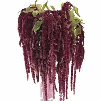 Amarantus C LOVE LIES BLEEDING 60cm