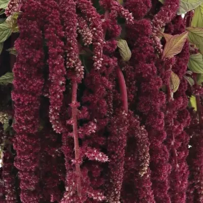 Amarantus C LOVE LIES BLEEDING 60cm