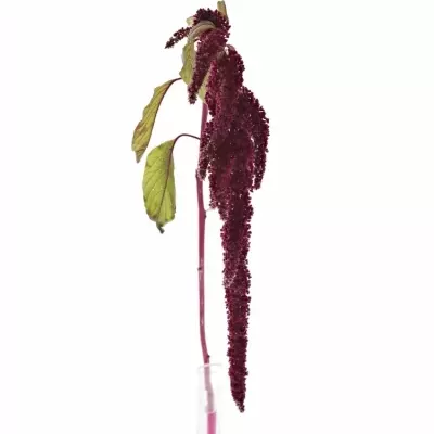 Amarantus C LOVE LIES BLEEDING 60cm