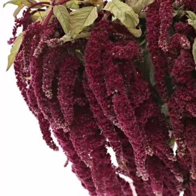 Amarantus C LOVE LIES BLEEDING 60cm