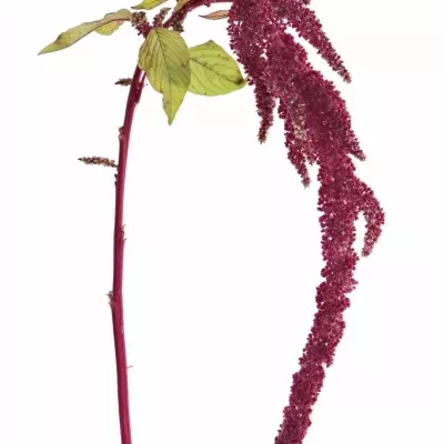 Amarantus C LOVE LIES BLEEDING 60cm