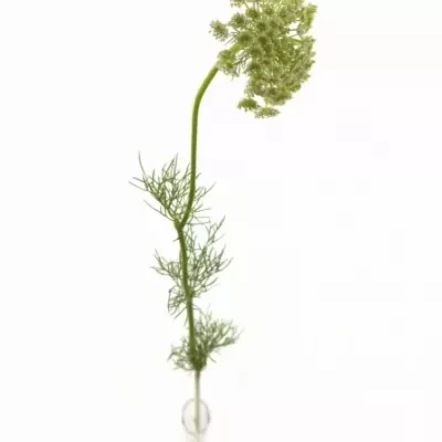 Pakmín VISNAGA 50cm