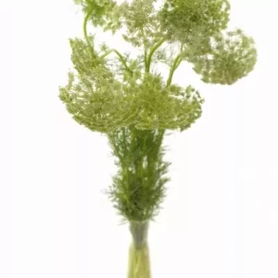 Pakmín VISNAGA 50cm