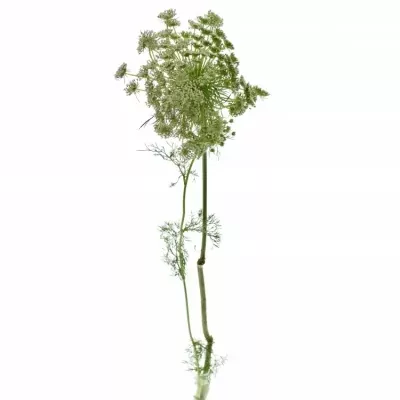 AMMI VISNAGA CASABLANCA 70cm