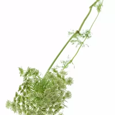 AMMI VISNAGA CASABLANCA 70cm