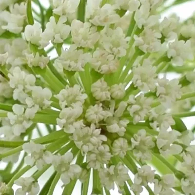 AMMI VISNAGA CASABLANCA 70cm