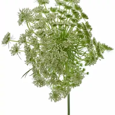 AMMI VISNAGA CASABLANCA 70cm