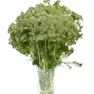 AMMI VISNAGA CASABLANCA 70cm