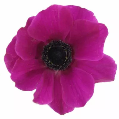 ANEMONE CORONARIA CARMEL SCARLET