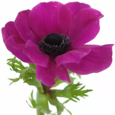 ANEMONE CORONARIA CARMEL SCARLET