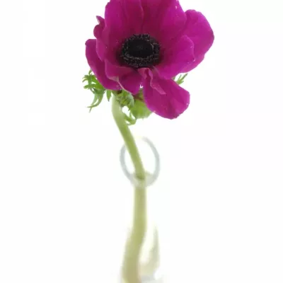 ANEMONE CORONARIA CARMEL SCARLET