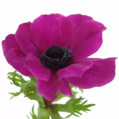 ANEMONE CORONARIA CARMEL SCARLET