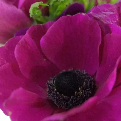 ANEMONE CORONARIA CARMEL SCARLET