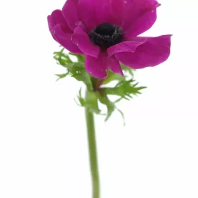 ANEMONE CORONARIA CARMEL SCARLET