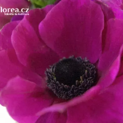 ANEMONE CORONARIA CARMEL SCARLET