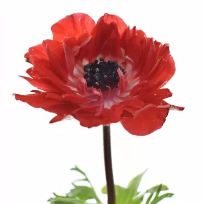 ANEMONE CORONARIA FULLSTAR GLORY RED