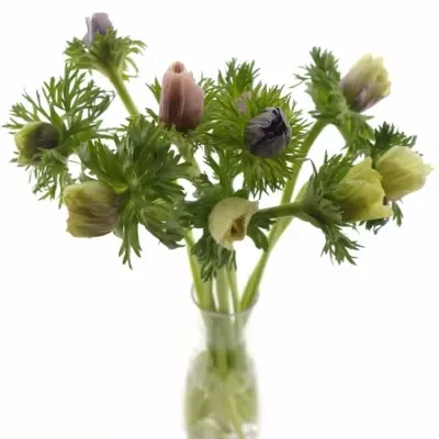 ANEMONE CORONARIA GALIL PASTEL