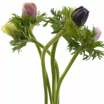 ANEMONE CORONARIA GALIL PASTEL