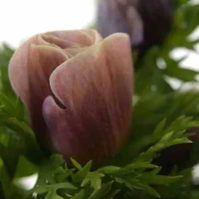 ANEMONE CORONARIA GALIL PASTEL