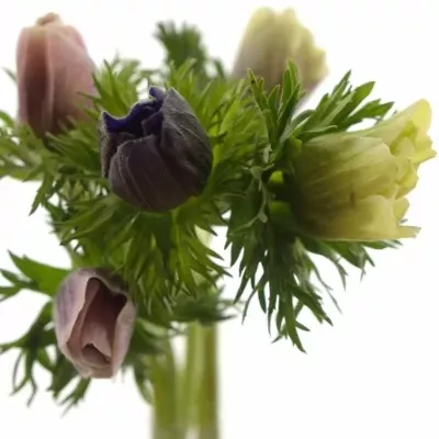 ANEMONE CORONARIA GALIL PASTEL