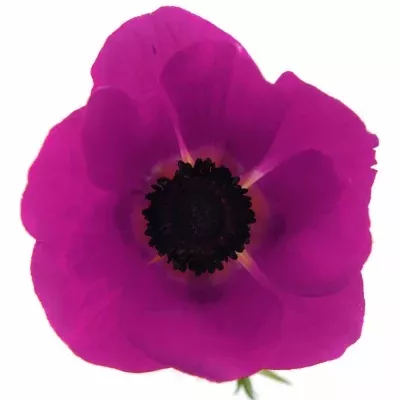 Anemone CORONARIA GALIL PURPER 