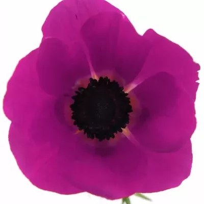 Anemone CORONARIA GALIL PURPER 