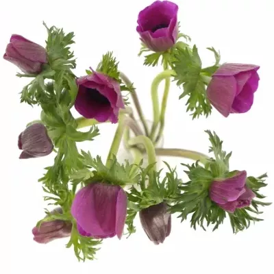 Anemone CORONARIA GALIL PURPER 