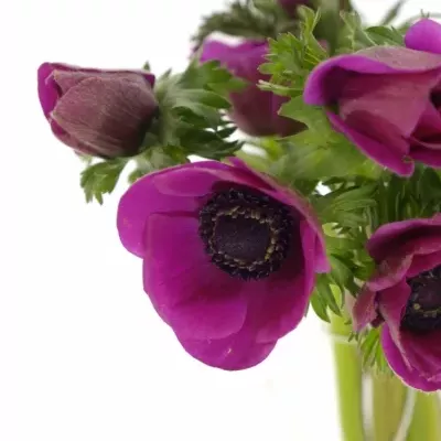 Anemone CORONARIA GALIL PURPER 