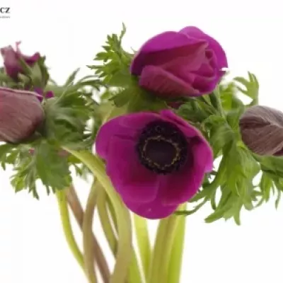 Anemone CORONARIA GALIL PURPER 