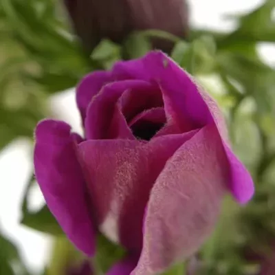 Anemone CORONARIA GALIL PURPER 