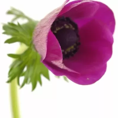 Anemone CORONARIA GALIL PURPER 