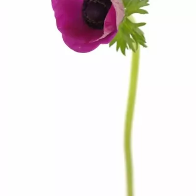 Anemone CORONARIA GALIL PURPER 