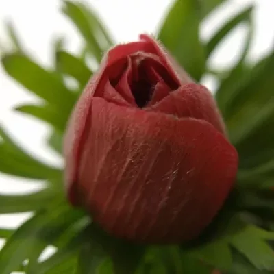 ANEMONE CORONARIA GALIL RED