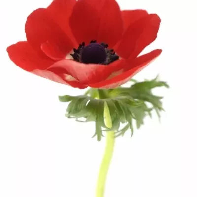 ANEMONE CORONARIA GALIL RED