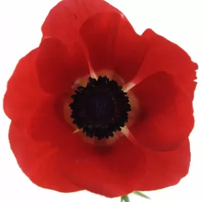 ANEMONE CORONARIA GALIL RED