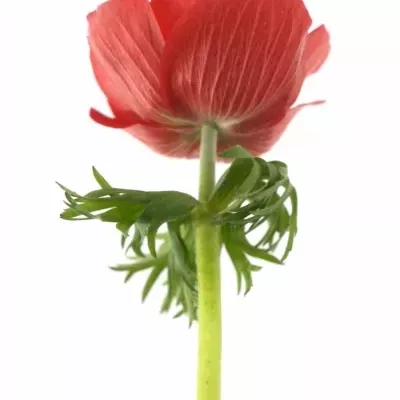 ANEMONE CORONARIA GALIL RED