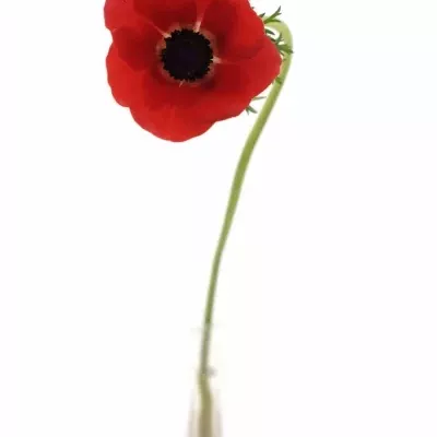 ANEMONE CORONARIA GALIL RED