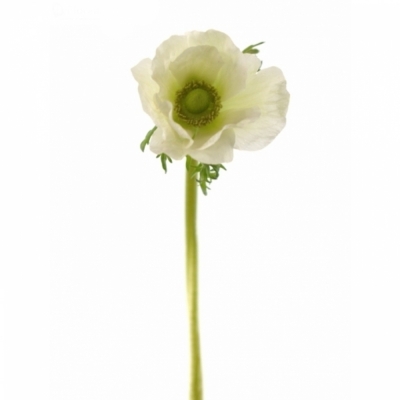 ANEMONE CORONARIA GALIL WHITE