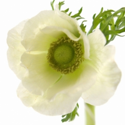 ANEMONE CORONARIA GALIL WHITE