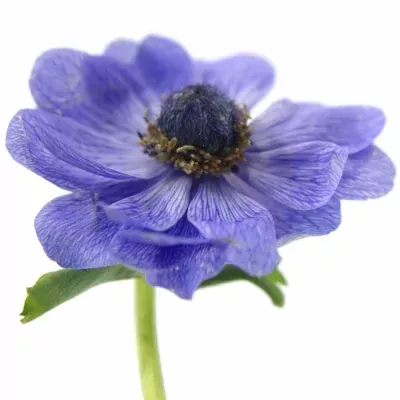 ANEMONE CORONARIA MARIANNE BLUE