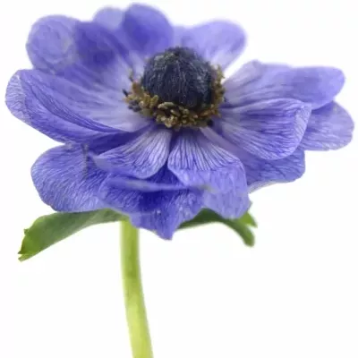 ANEMONE CORONARIA MARIANNE BLUE