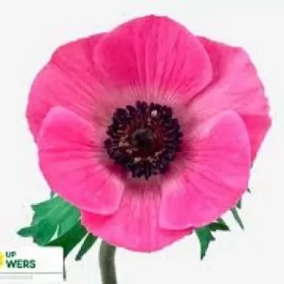 ANEMONE CORONARIA MARIANNE PINK