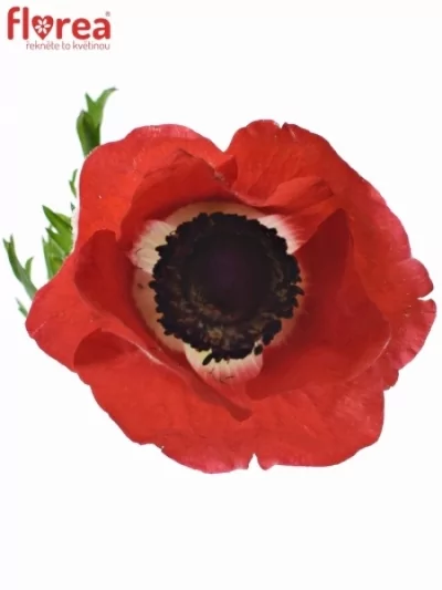 ANEMONE CORONARIA MISTRAL PLUS RED