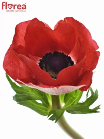 ANEMONE CORONARIA MISTRAL PLUS RED