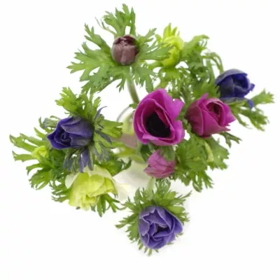 ANEMONE CORONARIA MONA LISA MIX