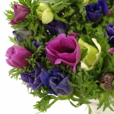 ANEMONE CORONARIA MONA LISA MIX