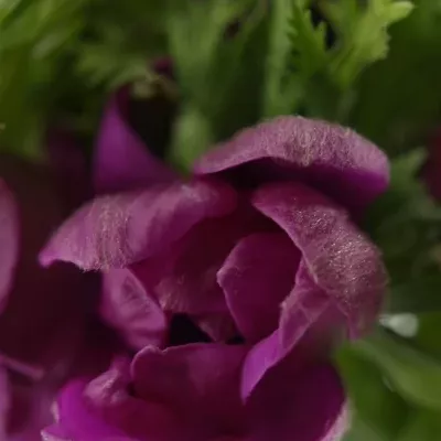 Anemone coronaria Mona Lisa Orchid